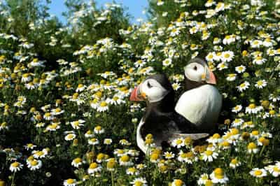 Image for U.N. summit aims for global pact to protect nature