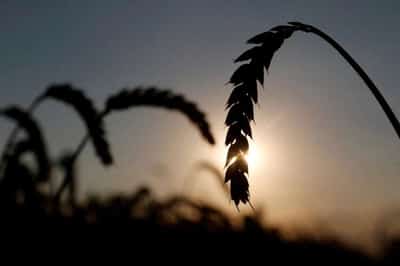 Image for Food prices dip in May, cereal output set to decline, U.N. agency says