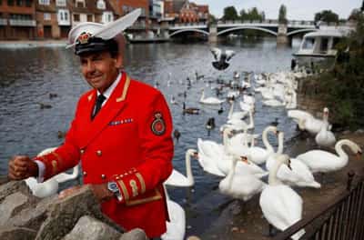 Image for Britain’s swans get new owner with royal succession