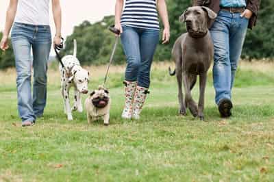 Image for How to Start a dog walking business