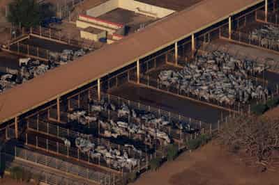 Image for Brazil surpassing US as top beef producer, easing global supply squeeze