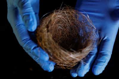 Image for Bird nests of fibre-optic cables show war's impact on Ukraine