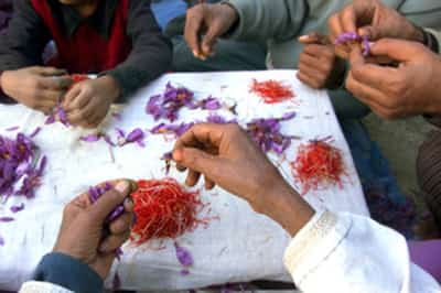 Image for Kashmir's saffron growers experiment with indoor farming as climate pressures mount