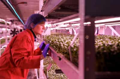 Image for Food of the future: London air raid shelter to underground farm