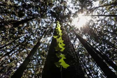 Image for Fund nature protection now or face huge losses, says World Bank