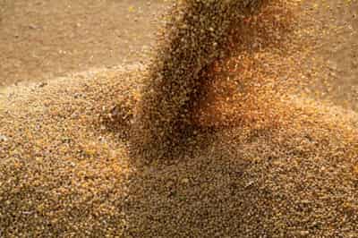 Image for Bunge lifts profit outlook as food and fuel demand for vegetable oil grows