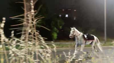 Image for Horses bolt through Rome after policeman lights fireworks at parade rehearsal