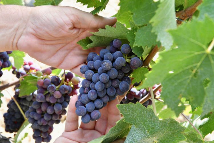 Image for Nothing to toast as Italy loses wine-making leadership to France