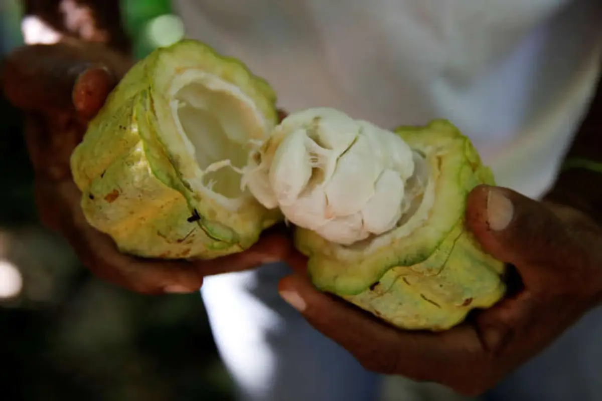 Image for More than beans: Nestle recycles cocoa fruit waste to replace sugar in chocolate