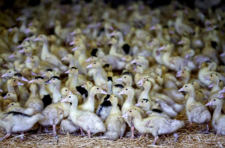Image for France confirms bird flu vaccination after favourable tests