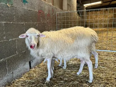 Image for Bluetongue virus threatens Sardinia’s historic sheep farming industry
