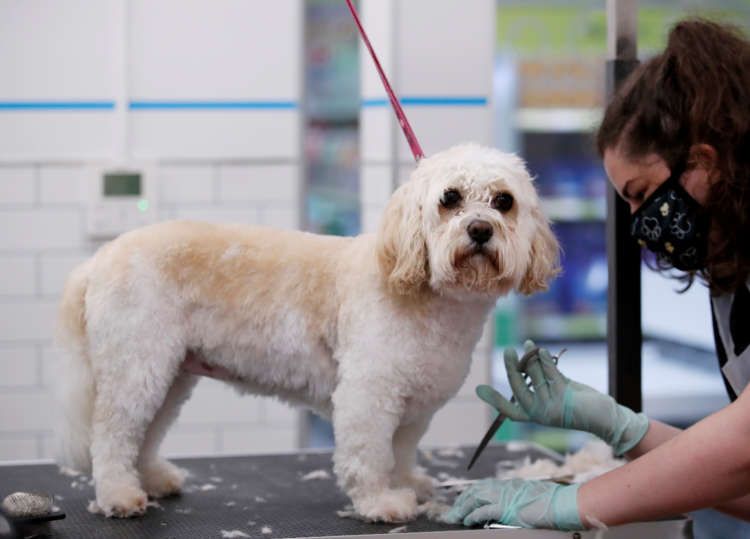 Image for Pets At Home posts first ever billion-pound sales on pandemic adoption boost