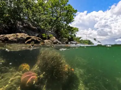 Image for Countries pledge to raise $12 billion to fund coral reef protection
