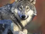 Taming The WOLF: Managing Risk In A Regulatory Environment