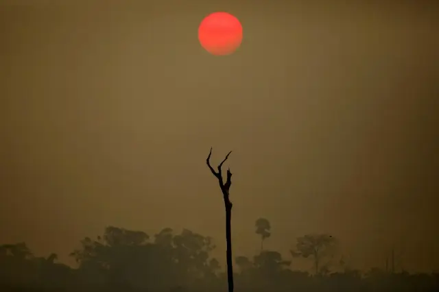 Image for EU delays deforestation ban but discards changes