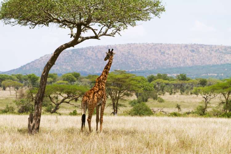 graphicstock giraffe standing under a tree and rests in the shadow photography from tanzania serengeti - Global Banking | Finance